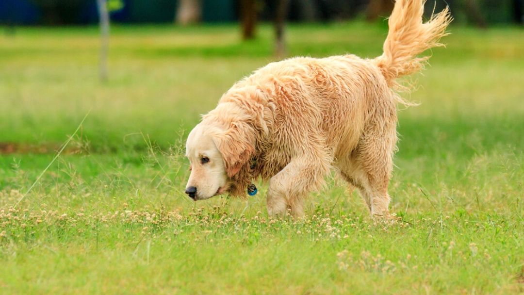 Perché i cani scodinzolano?