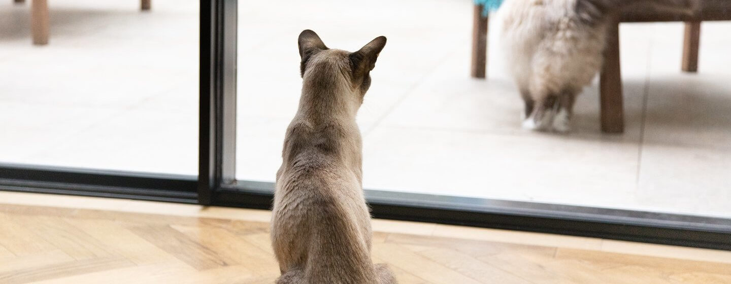 Gatto grigio che guarda fuori dalla finestra un altro gatto