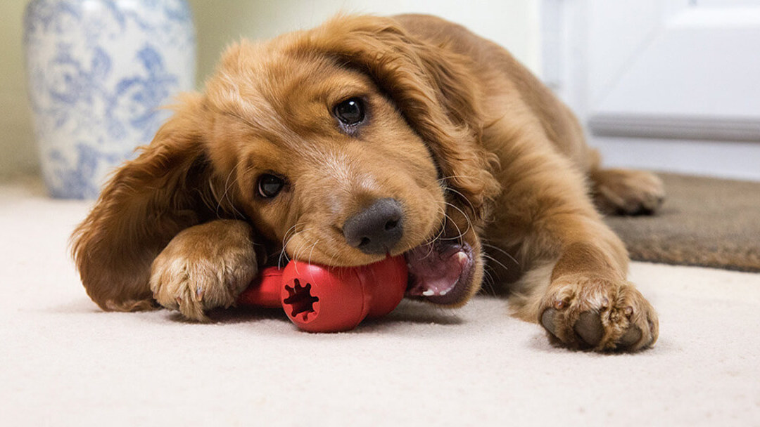 6 giochi per cuccioli di cane