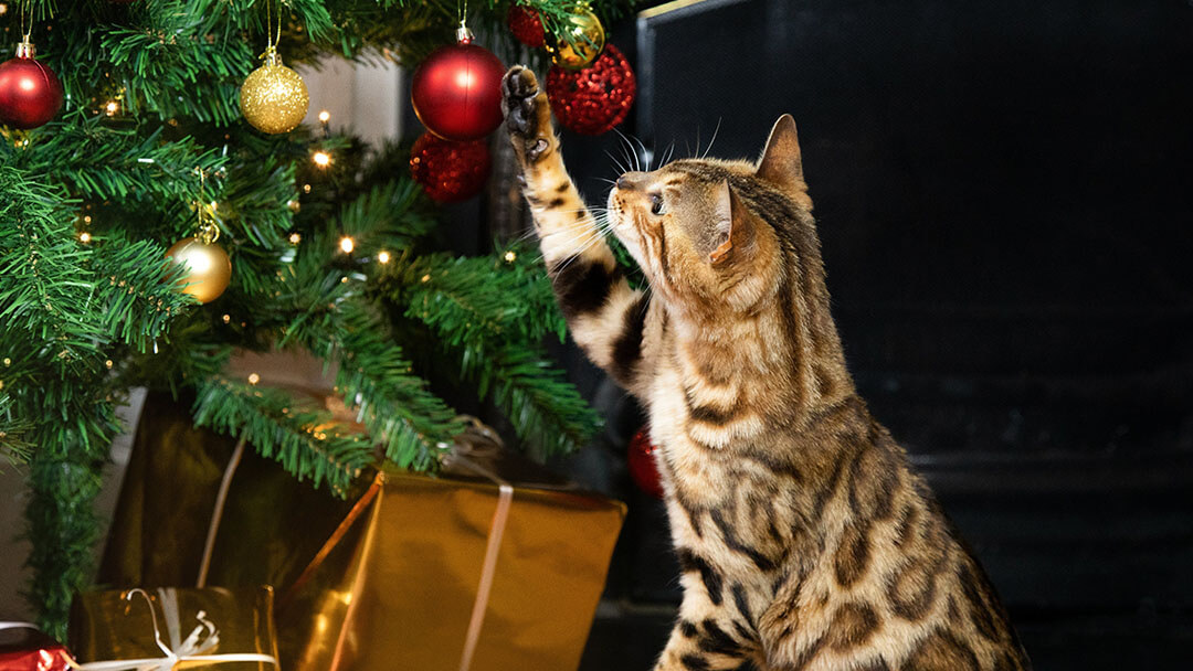 gatto che gioca con l'albero di natale