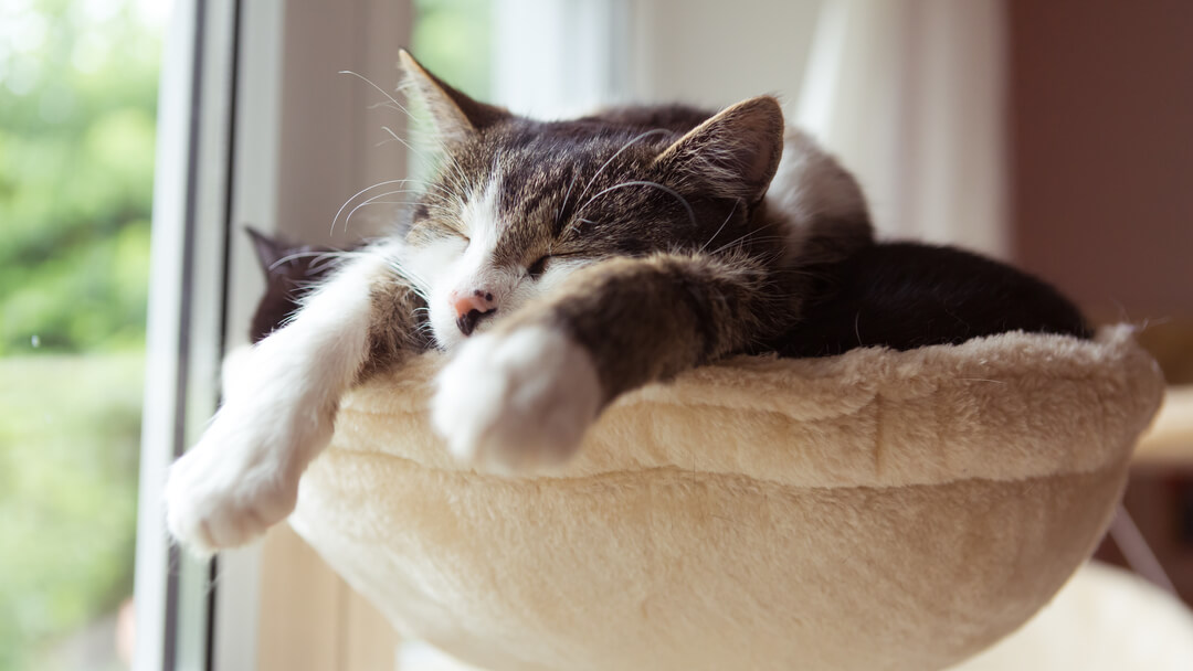 Gatto addormentato su un albero di gatto