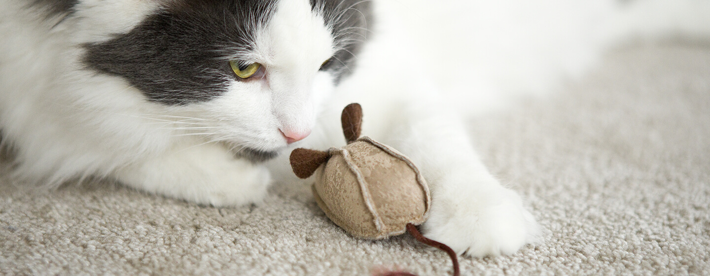 Gatto che gioca con il giocattolo del mouse