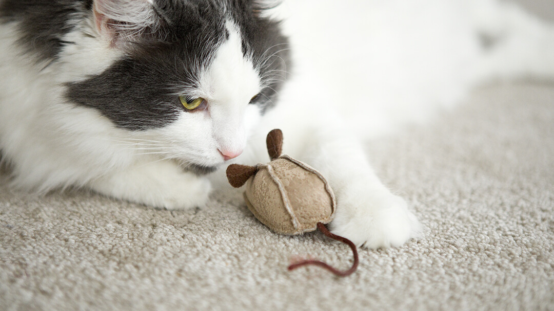 Gatto che gioca con il giocattolo del mouse