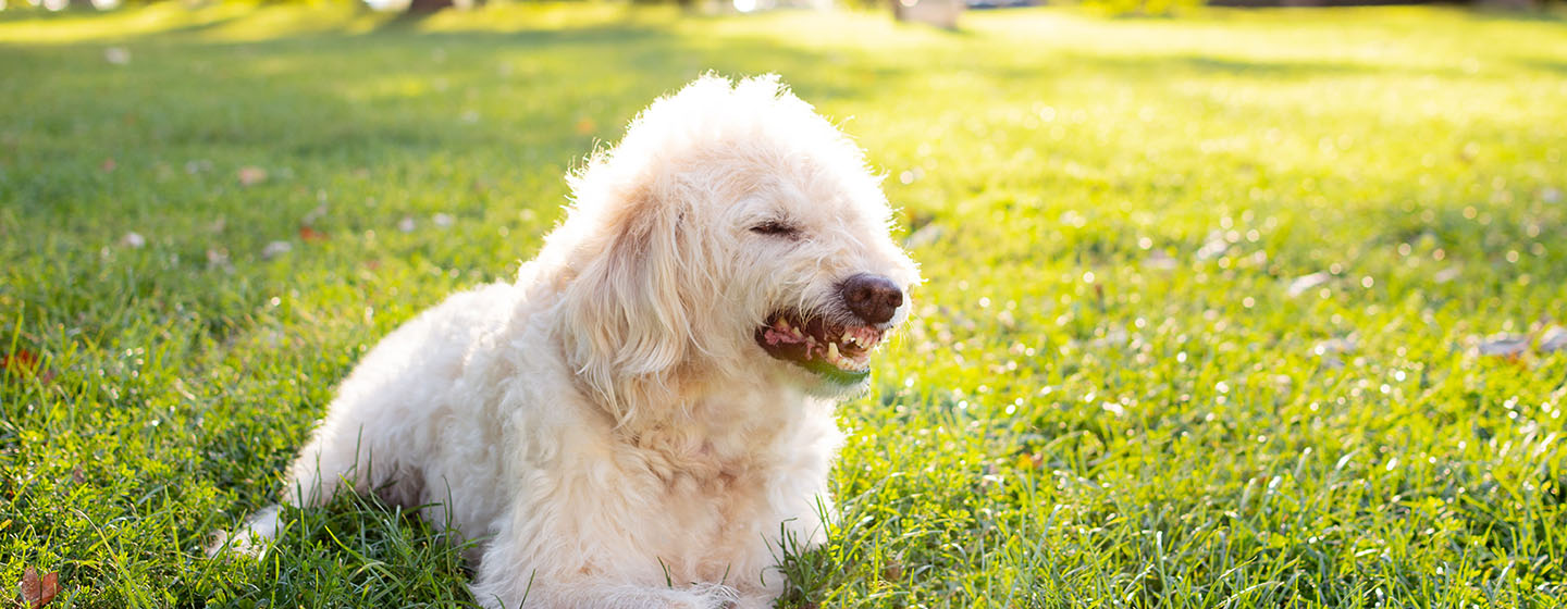 cane bianco che ringhia nel parco