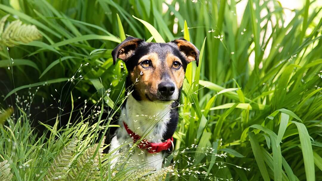 Cosa fare se il tuo cane scompare