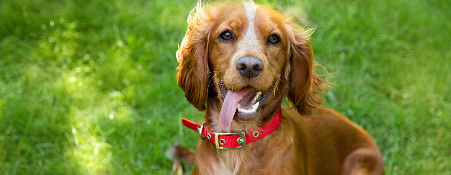 Cane in collare rosso seduto sull'erba