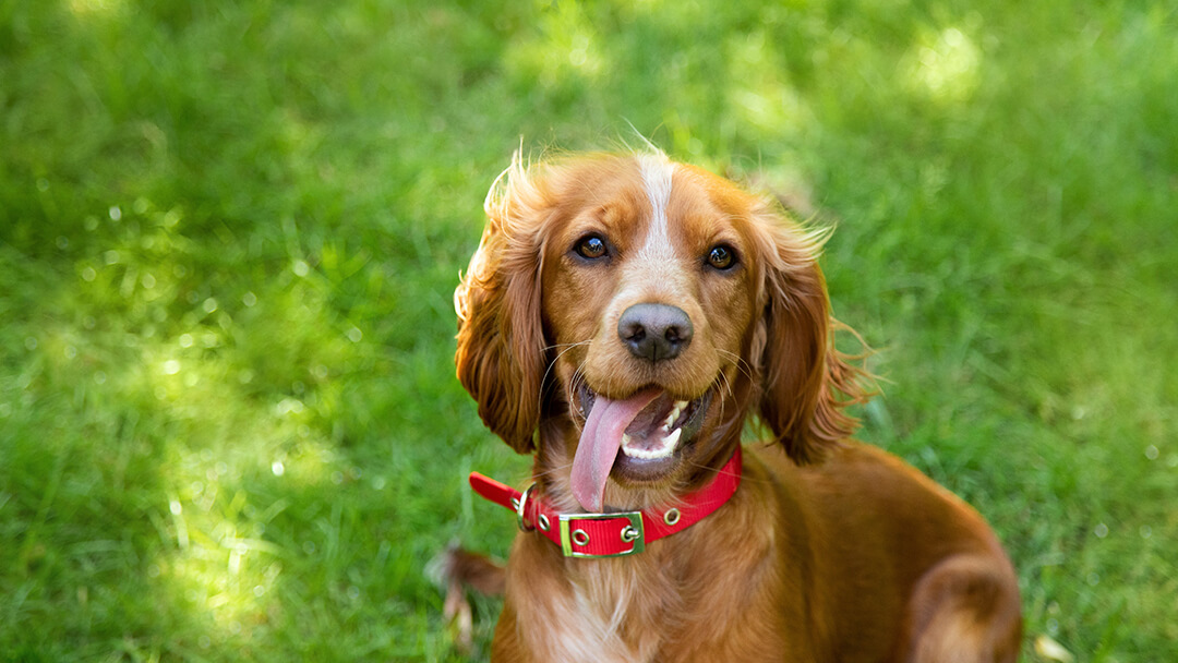 Cane in collare rosso seduto sull'erba