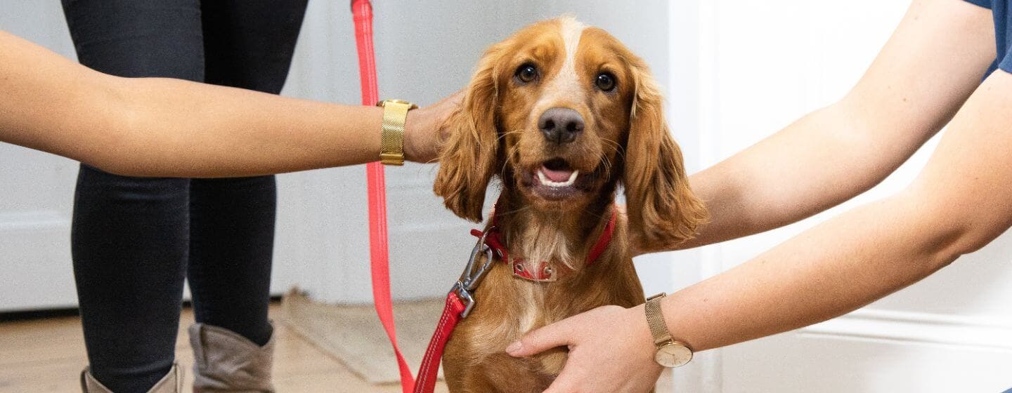 Gli accessori per cani essenziali per il loro sviluppo