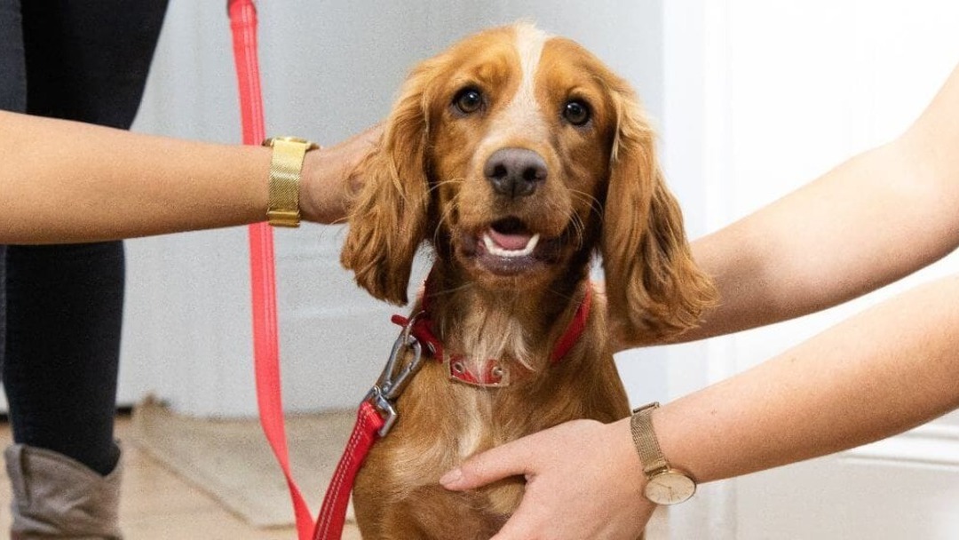 Accessori per cani essenziali per il vostro cucciolo adolescente