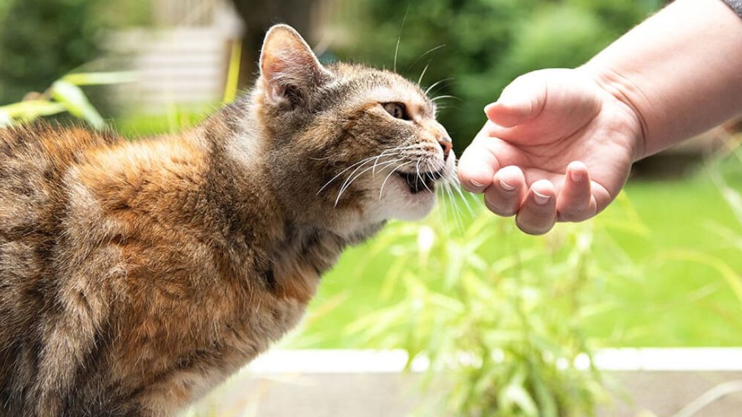 Gatto che annusa la mano fuori