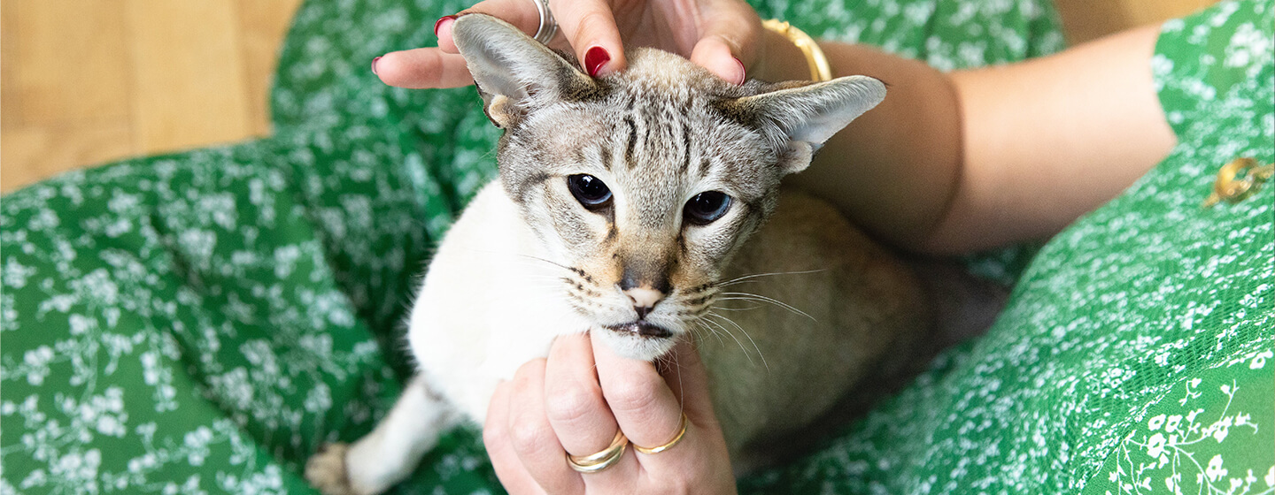 Come dimostrano affetto i gatti ai padroni