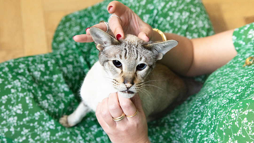 Donna in vestito verde che accarezza il gatto