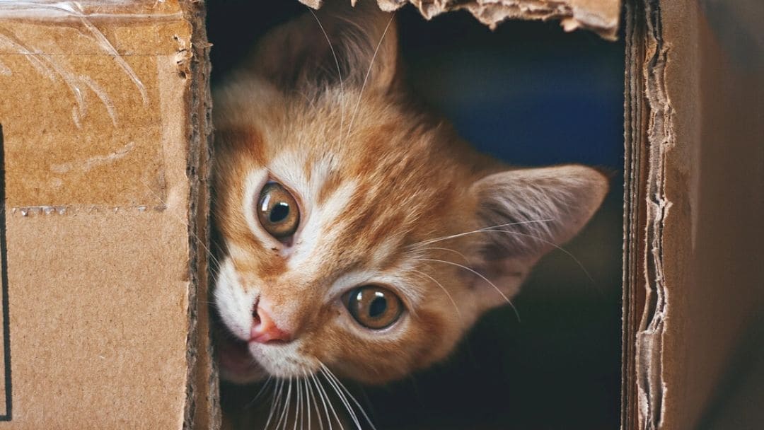 gatto zenzero che si nasconde in una scatola di cartone