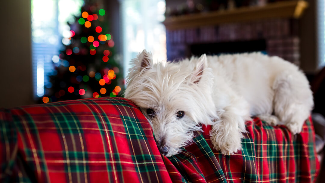 cane sdraiato su una coperta festiva con un albero di natale sullo sfondo
