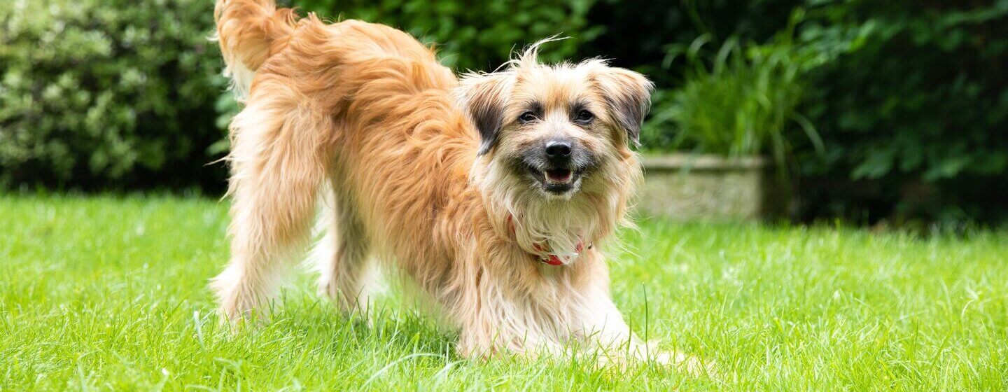 cane a pelo lungo marrone chiaro che gioca sull'erba con la coda in aria.