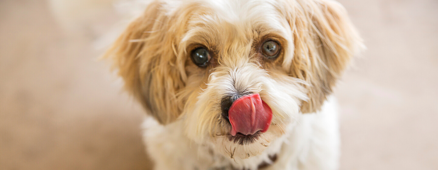 cane che si lecca il naso mentre guarda in alto