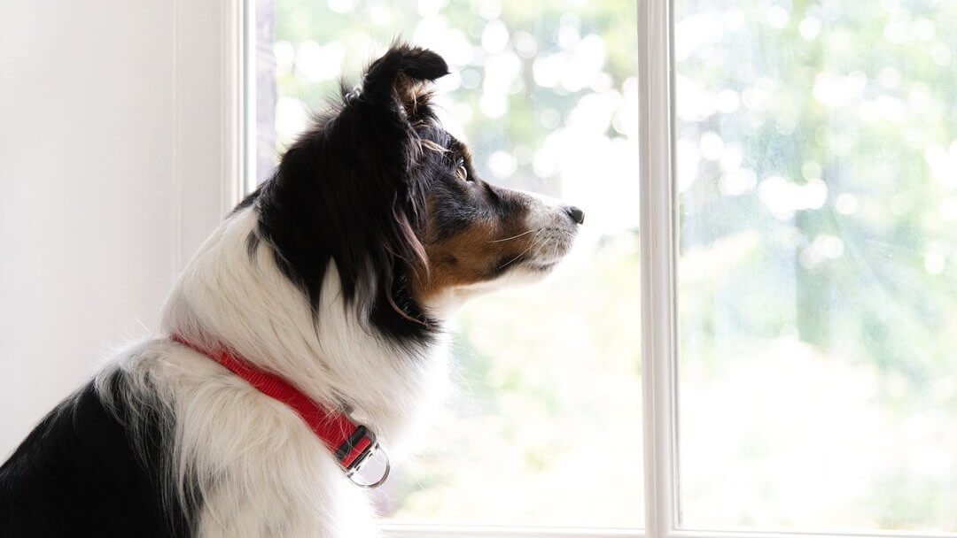 Collie cane seduto all'interno su un posto vicino al finestrino che guarda fuori attraverso la finestra.