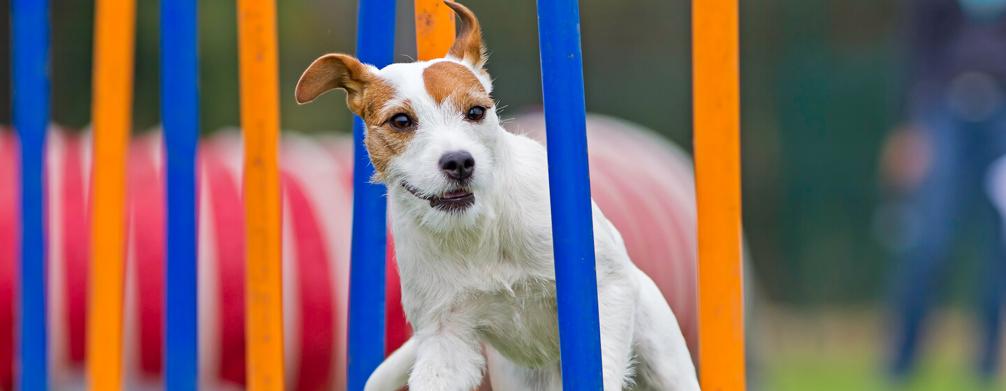 piccolo cane che corre su un corso di agilità