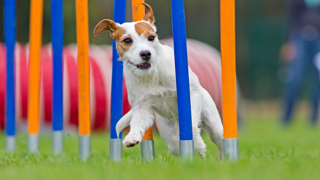 piccolo cane che corre su un corso di agilità