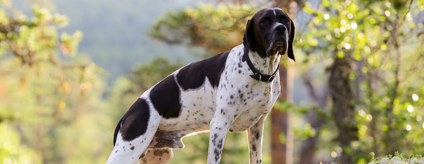 Cane da caccia che punta e annusa l'aria