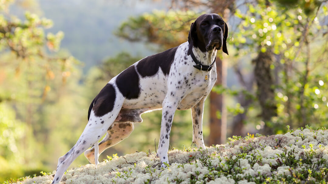 Cane da caccia che punta e annusa l'aria