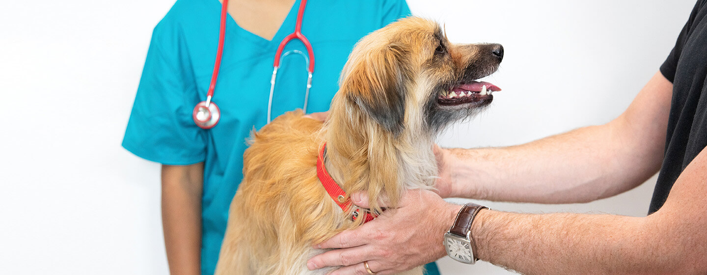 Visite dal veterinario per cani