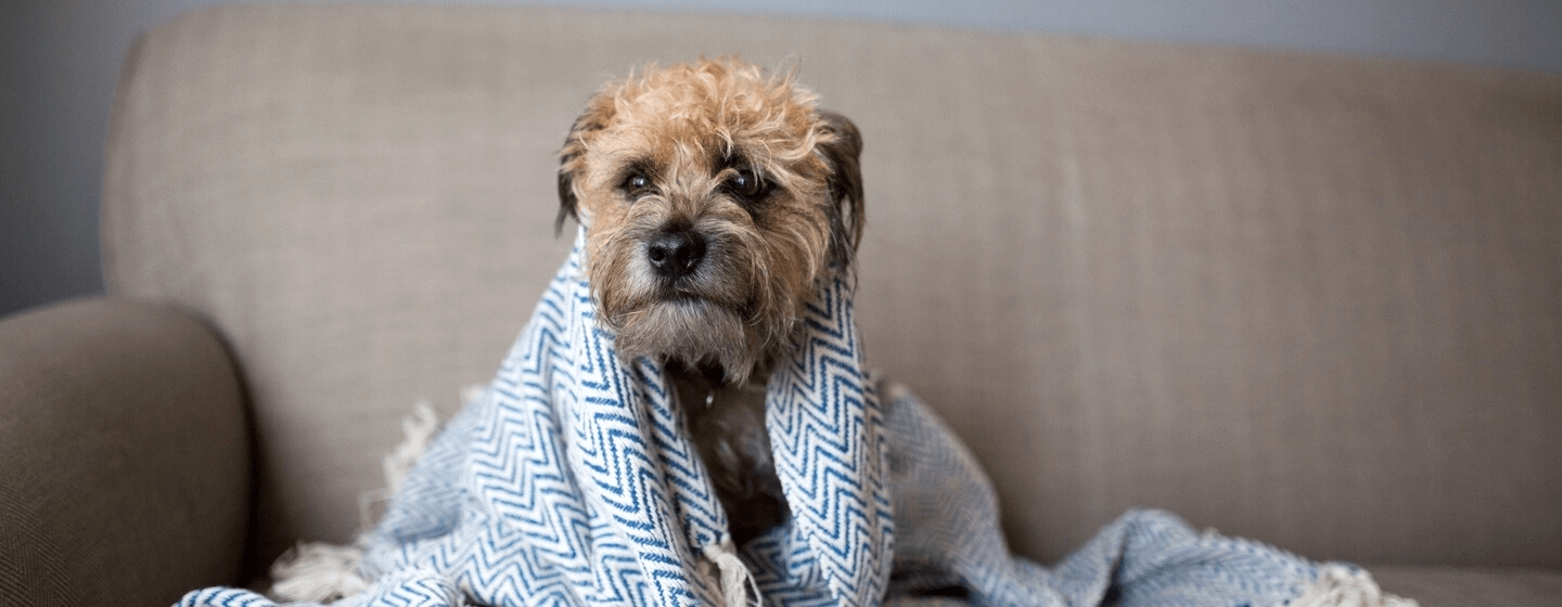 Influenza canina