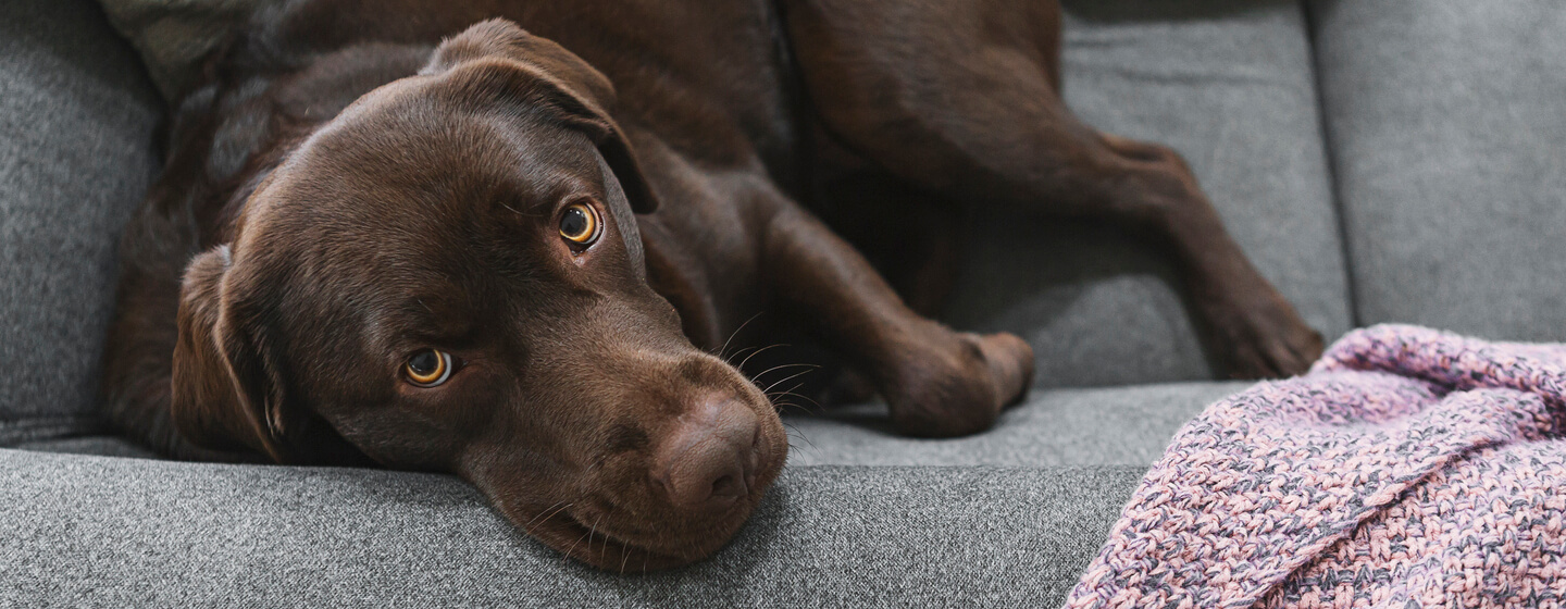 Sindrome di Cushing nei cani: sintomi e trattamento