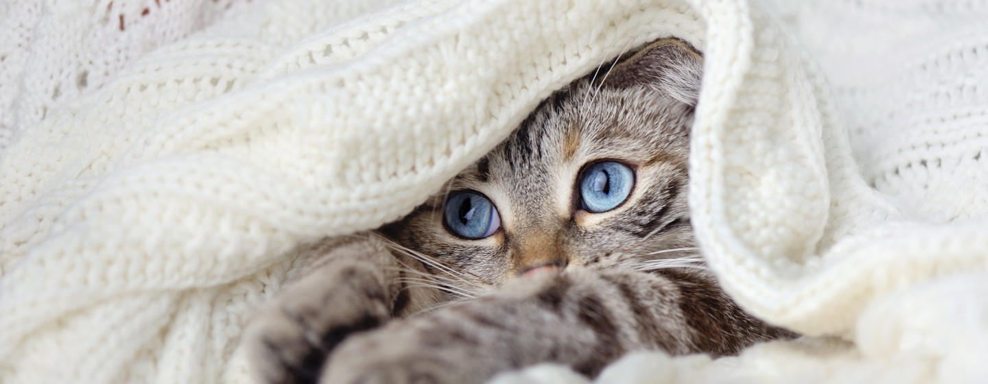 Tabby cat lying under a blanket