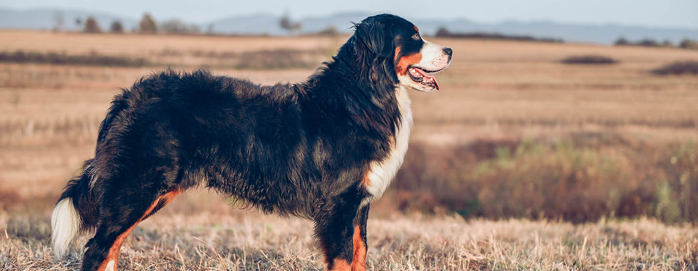 Diabete nei cani: Cause e sintomi