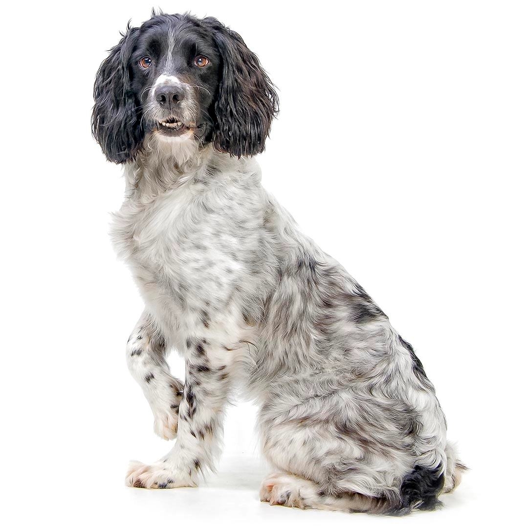Springer Spaniel Carattere, Razza, Salute e Alimentazione Purina