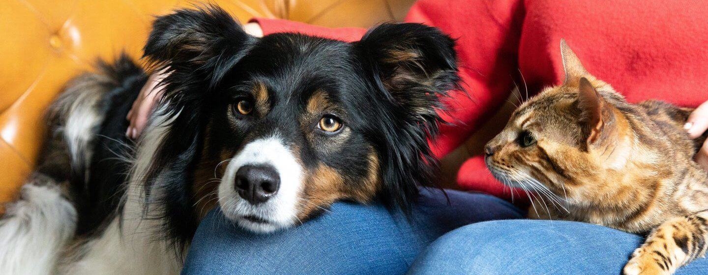 Dovrei prendere un gatto o un cane?