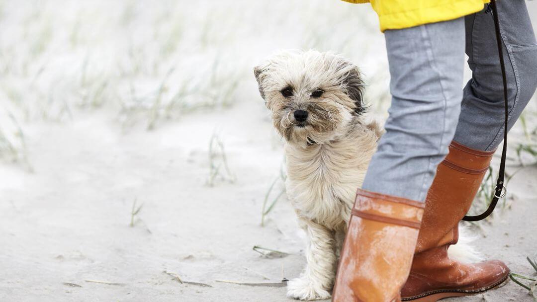 10 Chinese Dog Breeds