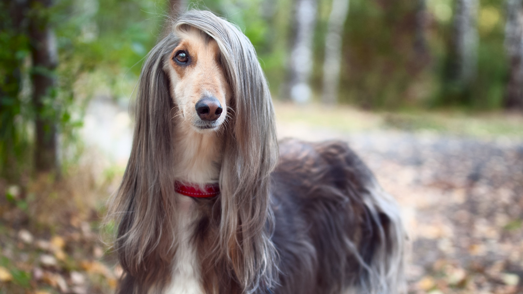 Afghan Hound in the forest