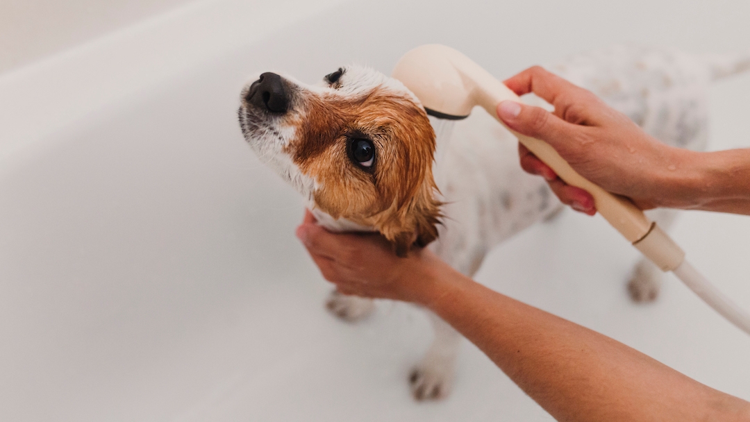 Dog being washed