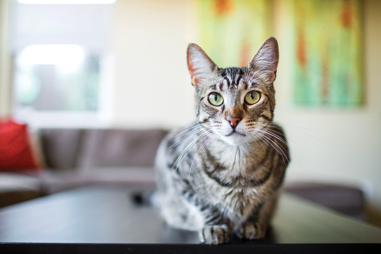 Un gatto coricato su un tavolino in un salotto