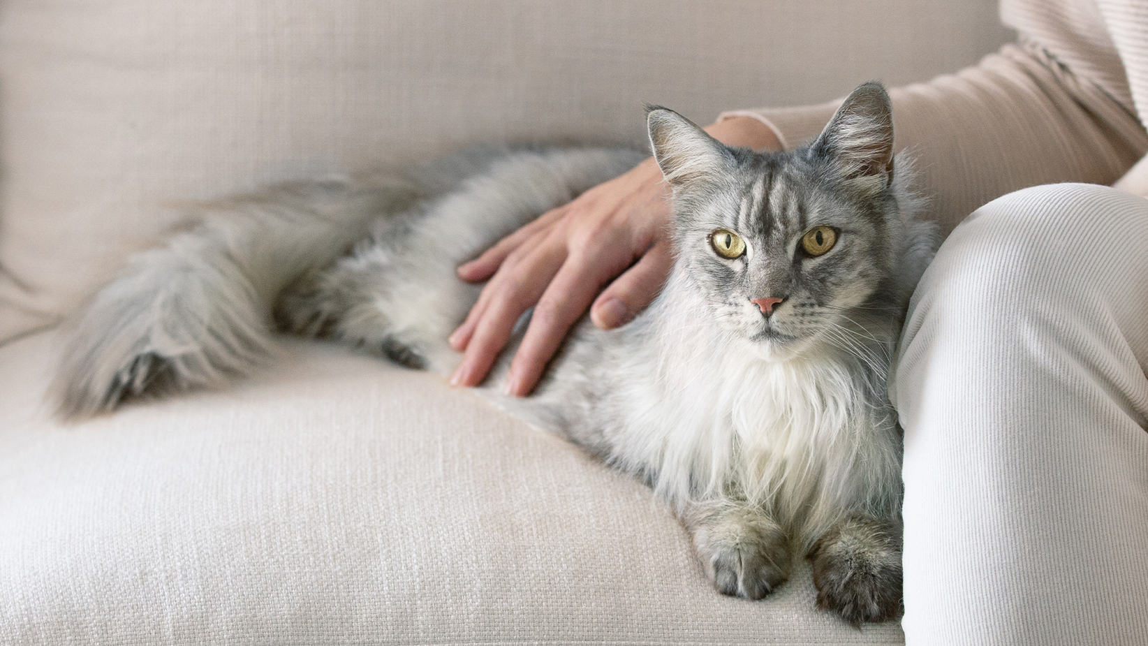 Un gatto dal pelo lungo e grigio coricato su un divano con la mano del padrone sulla schiena