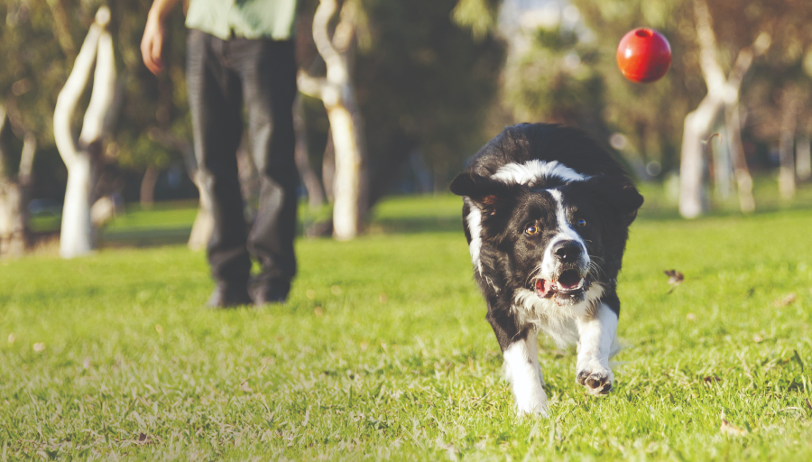 Border Collie che insegue una palla rossa su un prato erboso