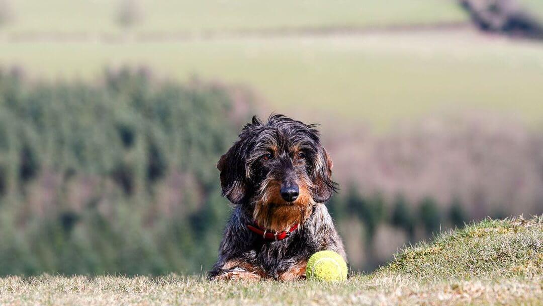 9 Wire-Haired Dog Breeds TEASER