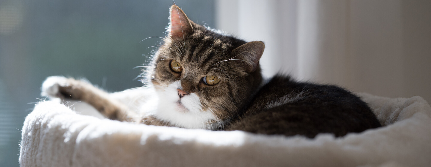 older cat in a bed