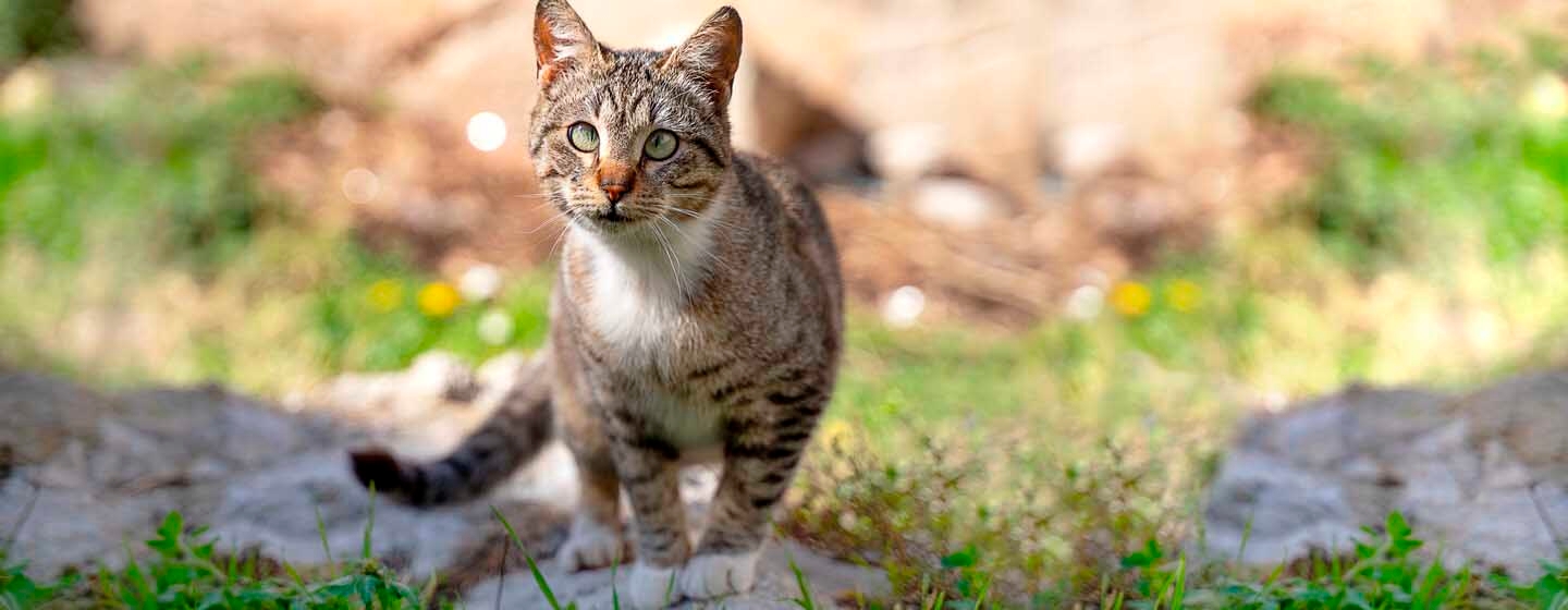 Sindrome di Down nei gatti: è possibile?
