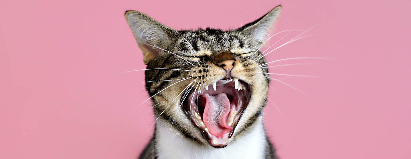 Cat yawning Hero
