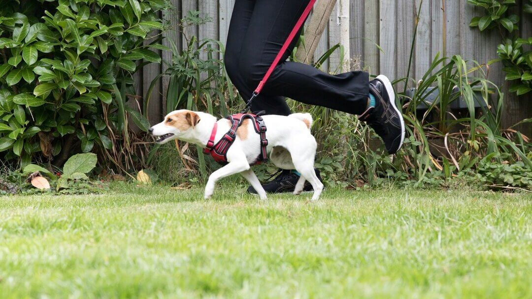 Brown and white Jack Russell Terrier on a red lead running with owner.