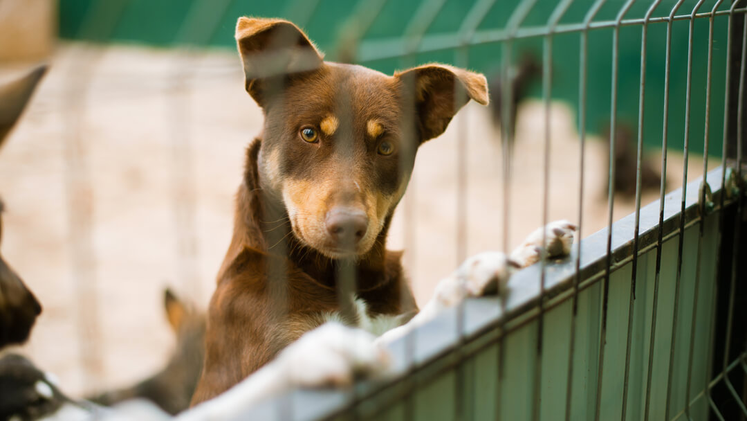 dog standing against a kennel fence