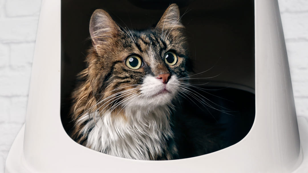cat sitting in a closed litter box