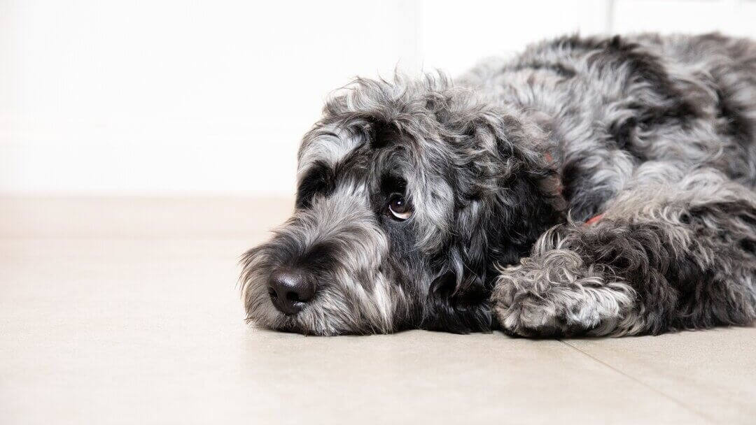 Triste cane grigio sdraiato sul pavimento