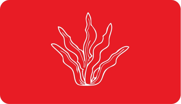 Piante marine