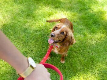 Cane al guinzaglio che guarda il proprietario