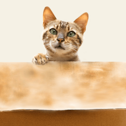 Gatto