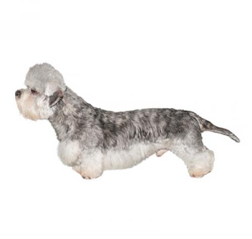 Dandie dinmont terrier deals prezzo